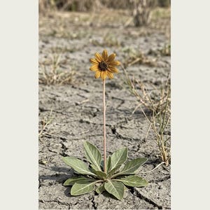 Fotografi av spridd ört – Radix dispersa tschadensis, sjötschadblomma (digital nedladdning) bild 2