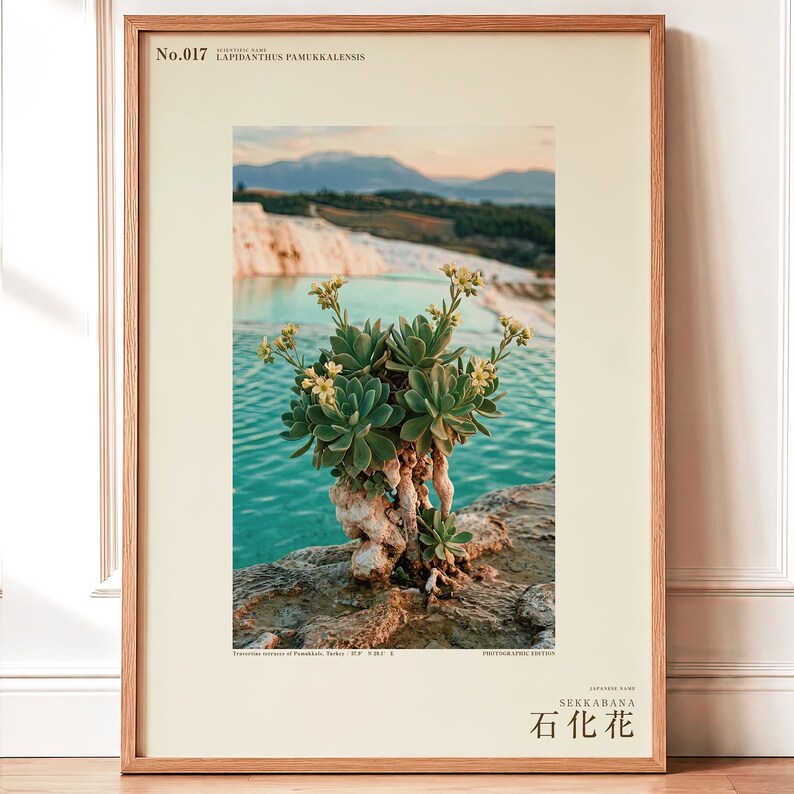 Petrifying Bloom Print – Lapidanthus Pamukkalensis, Pamukkale Terraces Wall Decor (Digital Download) image 1