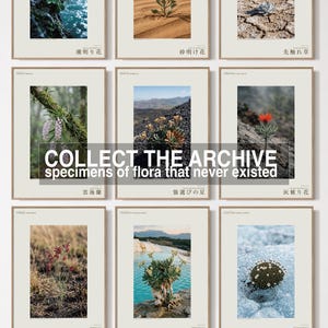 Vanishing Dewring Specimen Photograph – Ventiflora evanida, Patagonia Flower Art (Digital Download) image 7
