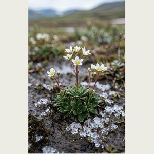 Thaw Bloom Botanical Print – Cryophila pergelida Tundra Flower (Digital Download) image 2