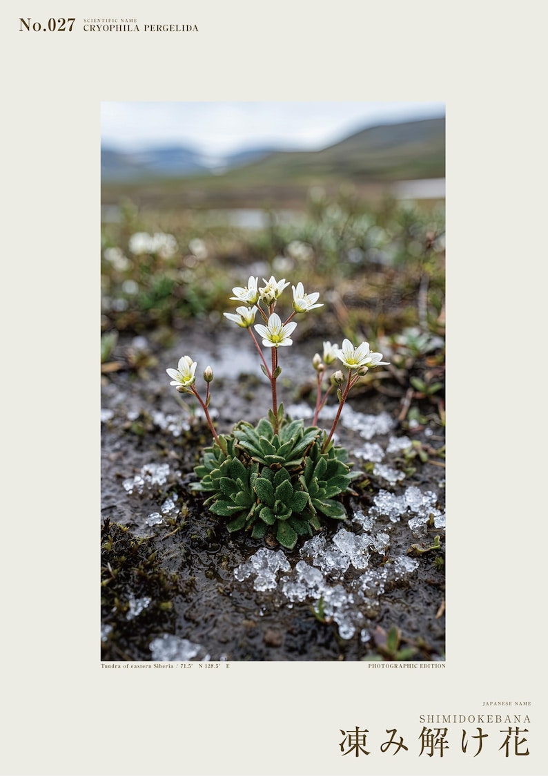 Thaw Bloom Botanical Print – Cryophila pergelida Tundra Flower (Digital Download) image 2