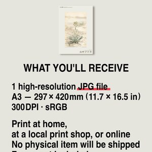 Kruidenprint voor een frisse adem – Botanische studie van Sodaphyton pannonicum (digitale download) afbeelding 8