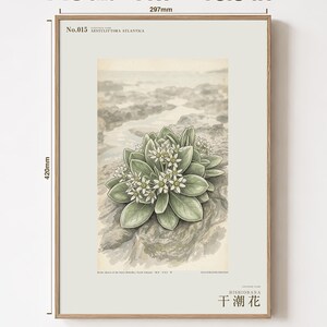 Extinct Shore Flower Print – Aestulittora Atlantica, Hebrides Botanical Art (Digital Download) image 5