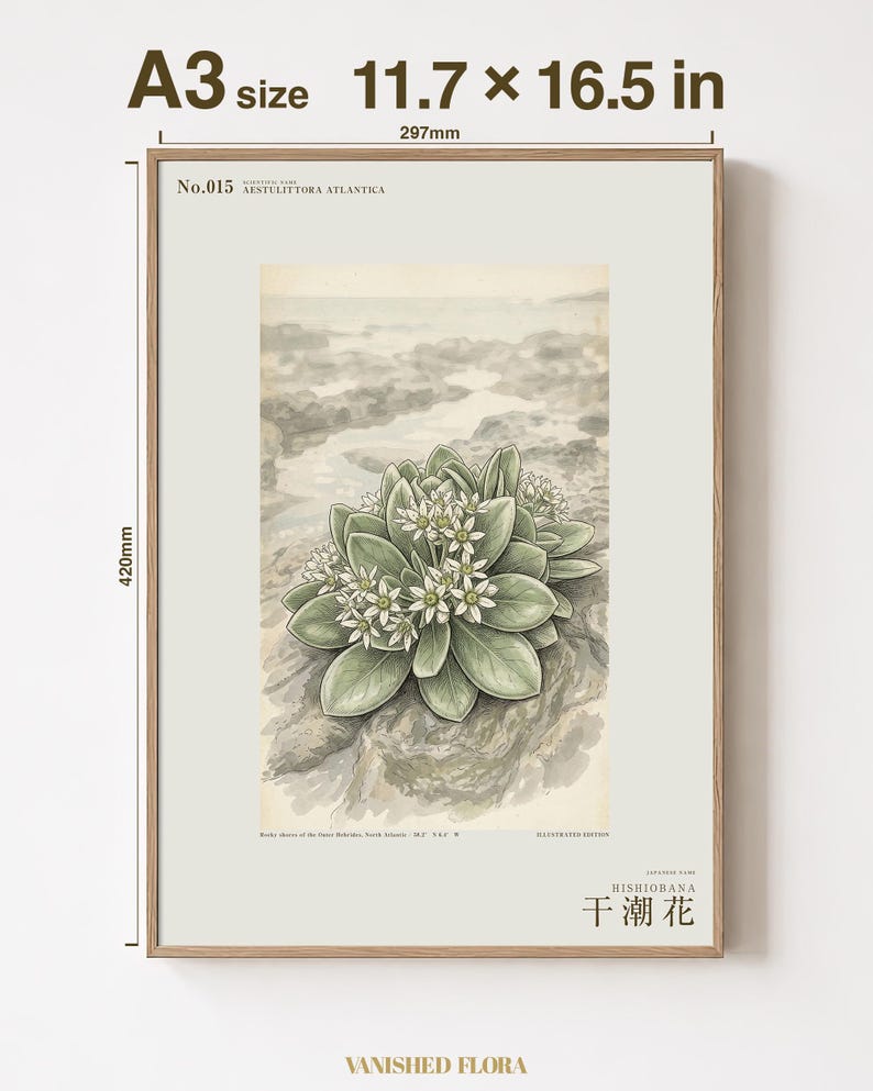 Extinct Shore Flower Print – Aestulittora Atlantica, Hebrides Botanical Art (Digital Download) image 5