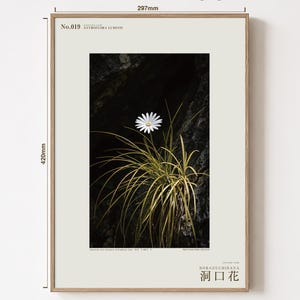 Cave-mouth Bloom Specimen Print – Antroflora luminis, Moody Nature Photography (Digital Download) image 5