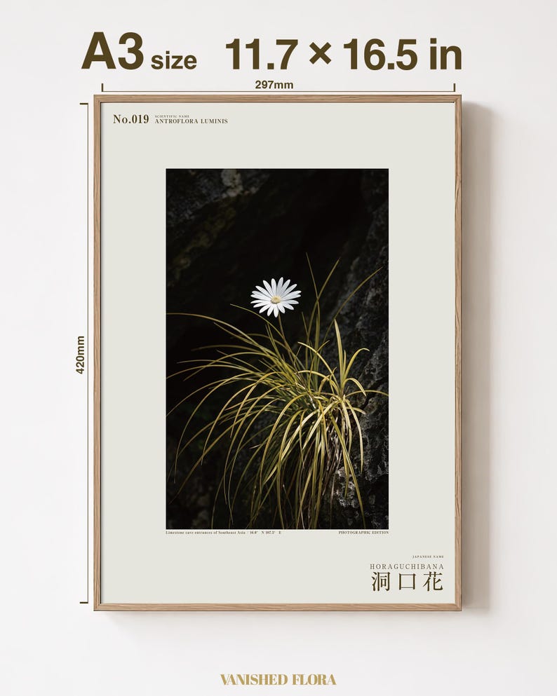 Cave-mouth Bloom Specimen Print – Antroflora luminis, Moody Nature Photography (Digital Download) image 5
