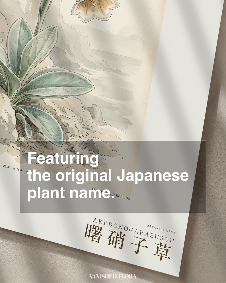 Imaginary Botanical Print – Aurora Glasscup, Canary Islands Lava Flower (Digital Download) image 6