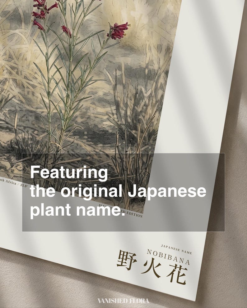 Fireborn Bloom Print – Pyrophila Resurgens, Extinct Cape Flower, Dark Academia Wall Art (Digital Download) image 6