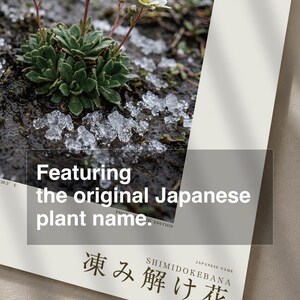 Thaw Bloom Botanical Print – Cryophila pergelida Tundra Flower (Digital Download) image 6
