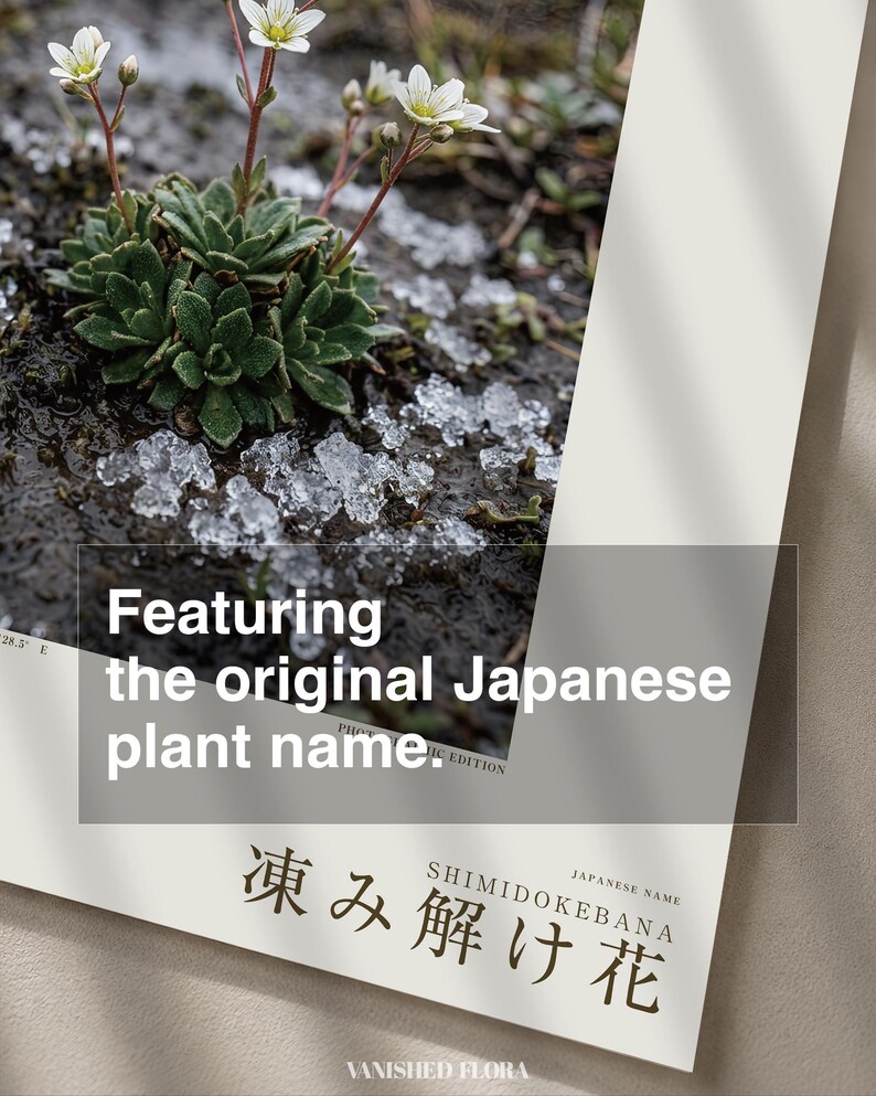 Thaw Bloom Botanical Print – Cryophila pergelida Tundra Flower (Digital Download) image 6