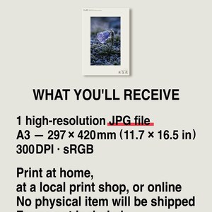 Ice-Clad Bell Flower Print – Crystallanthus altaicus, Moody Nature Photography (Digital Download) image 8