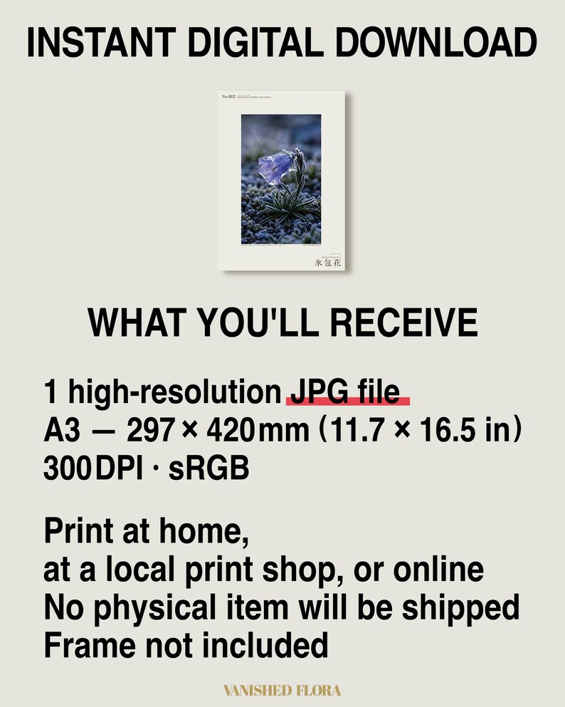 Ice-Clad Bell Flower Print – Crystallanthus altaicus, Moody Nature Photography (Digital Download) image 8