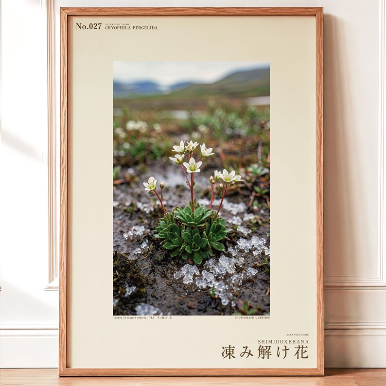 Thaw Bloom Botanical Print – Cryophila pergelida Tundra Flower (Digital Download) image 1