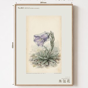 Ice-clad Bell Flower Print – Fictional Siberian Botanical Art (Digital Download) image 5