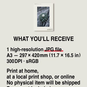 Botanische fotoprint van een nachtelijke spiraal — Uitgestorven nachtbloeiende succulent uit het Tsingy-stenenwoud, Spiranthella nocturna afbeelding 8