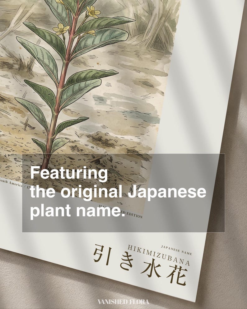 Stampa botanica del fiore di Ebbwater – Fioritura immaginaria del Pantanal, Recessa pantanalis (Download digitale) immagine 6