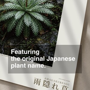 Rainfold Herb Specimen Photograph – Pluvifolia neozelandica (Digital Download) image 6
