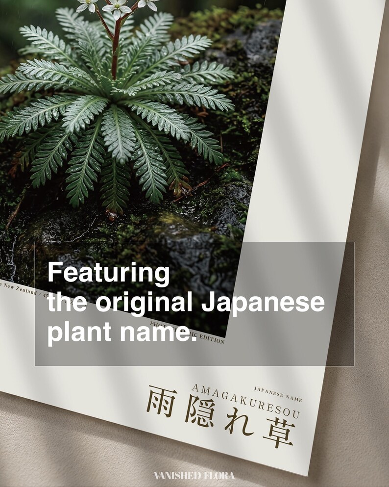 Rainfold Herb Specimen Photograph – Pluvifolia neozelandica (Digital Download) image 6