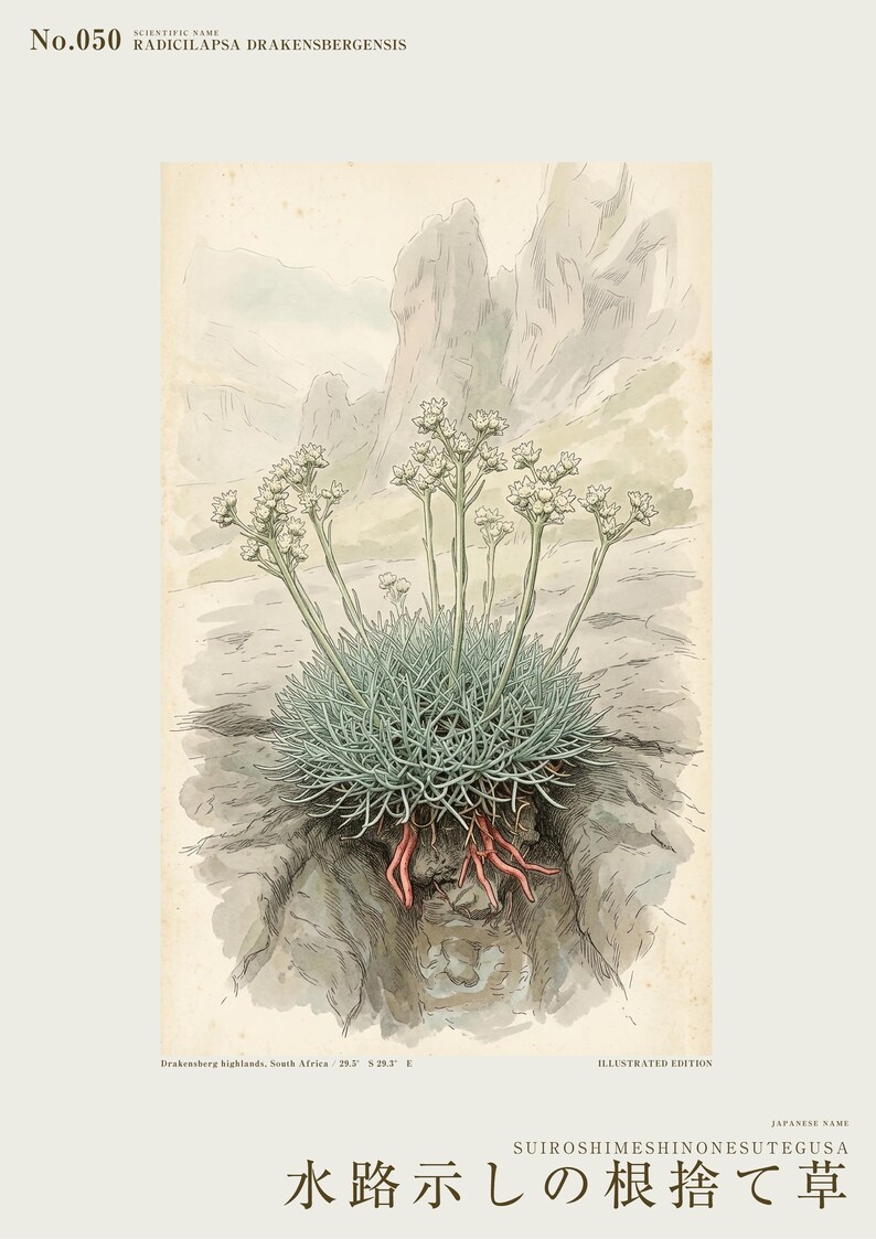 Channel-root Caster Print – Extinct Drakensberg Herb Botanical Art (Digital Download) image 2