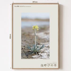 Soda-breath Herb Photograph – Fictional Sodaphyton pannonicum, Printable Art (Digital Download) image 5
