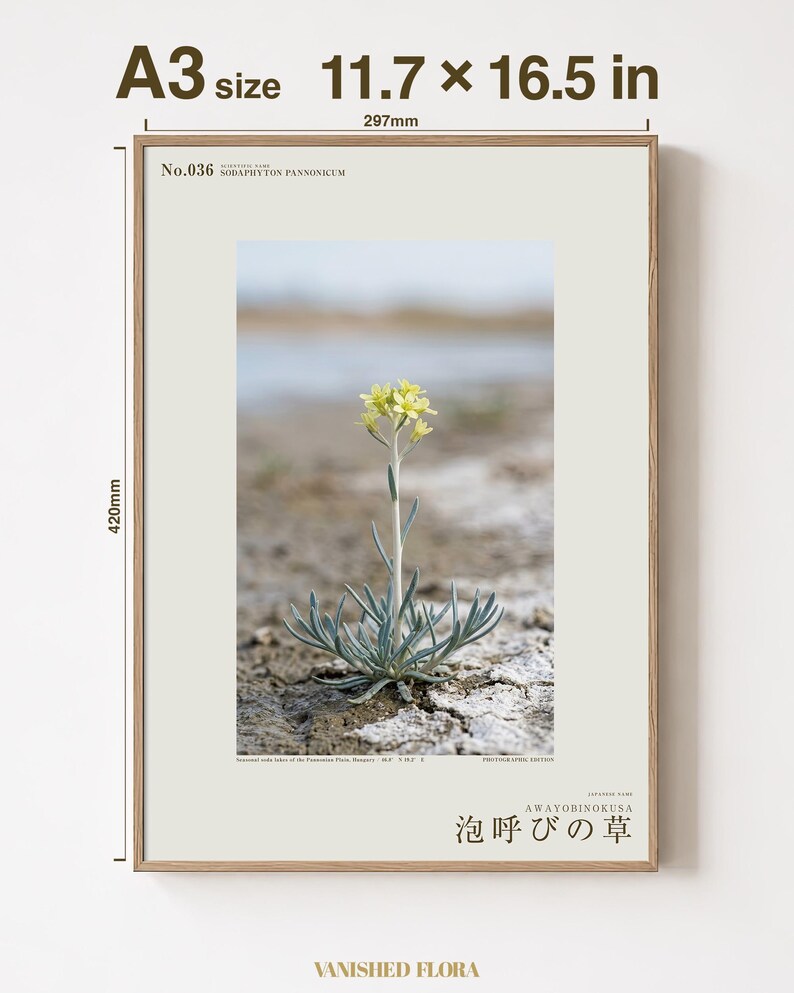 Soda-breath Herb Photograph – Fictional Sodaphyton pannonicum, Printable Art (Digital Download) image 5