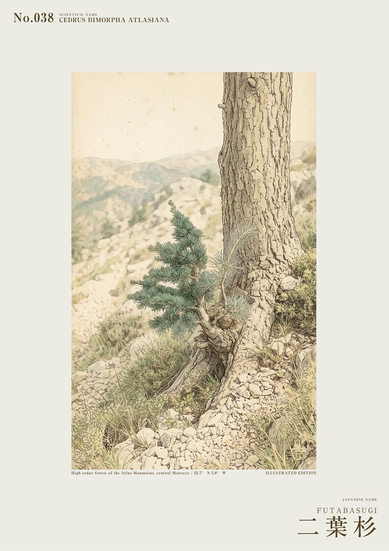 Two-form Cedar Print – Atlas Mountains Specimen Study (Digital Download) image 2