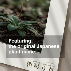 Imaginary Herb Print – Umbravena teraiensis, Dark Academia Botanical Art (Digital Download) image 6