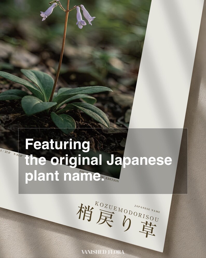 Imaginary Herb Print – Umbravena teraiensis, Dark Academia Botanical Art (Digital Download) image 6