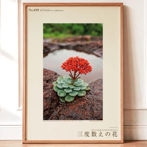Thrice-count Flower Photograph – Pluviocount Lateritica, Dark Academia Art (Digital Download)