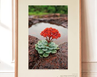 Thrice-count Flower Photograph – Pluviocount Lateritica, Dark Academia Art (Digital Download)