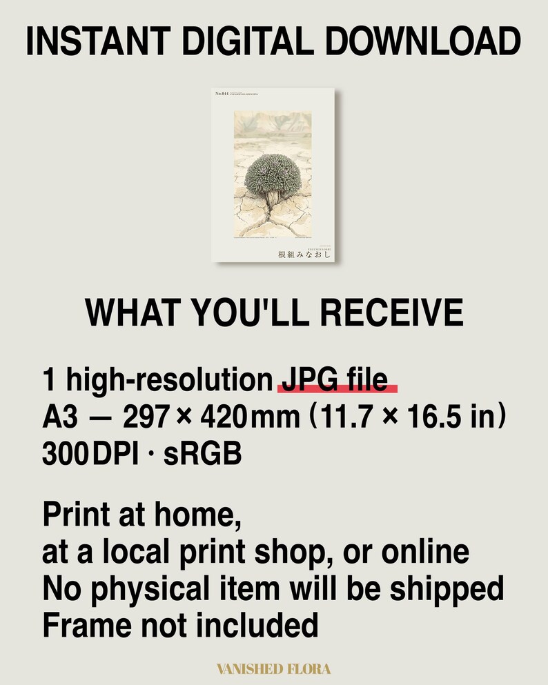 Vanished Flora Print – Gypsophyma Reficiens Botanical Illustration (Digital Download) bild 8