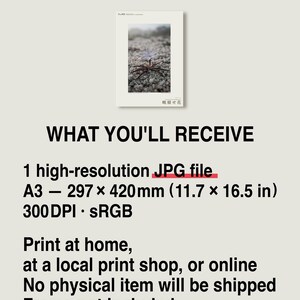 Frozen Flower Print – Vanished Bloom Specimen Photograph (Digital Download) image 8