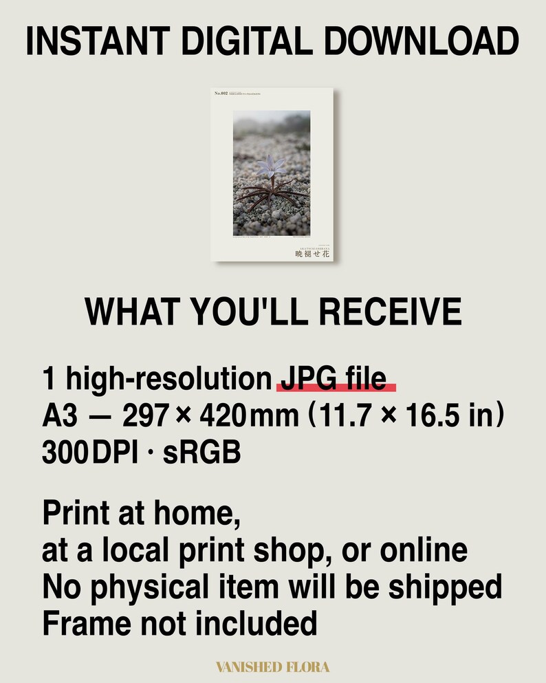 Frozen Flower Print – Vanished Bloom Specimen Photograph (Digital Download) image 8