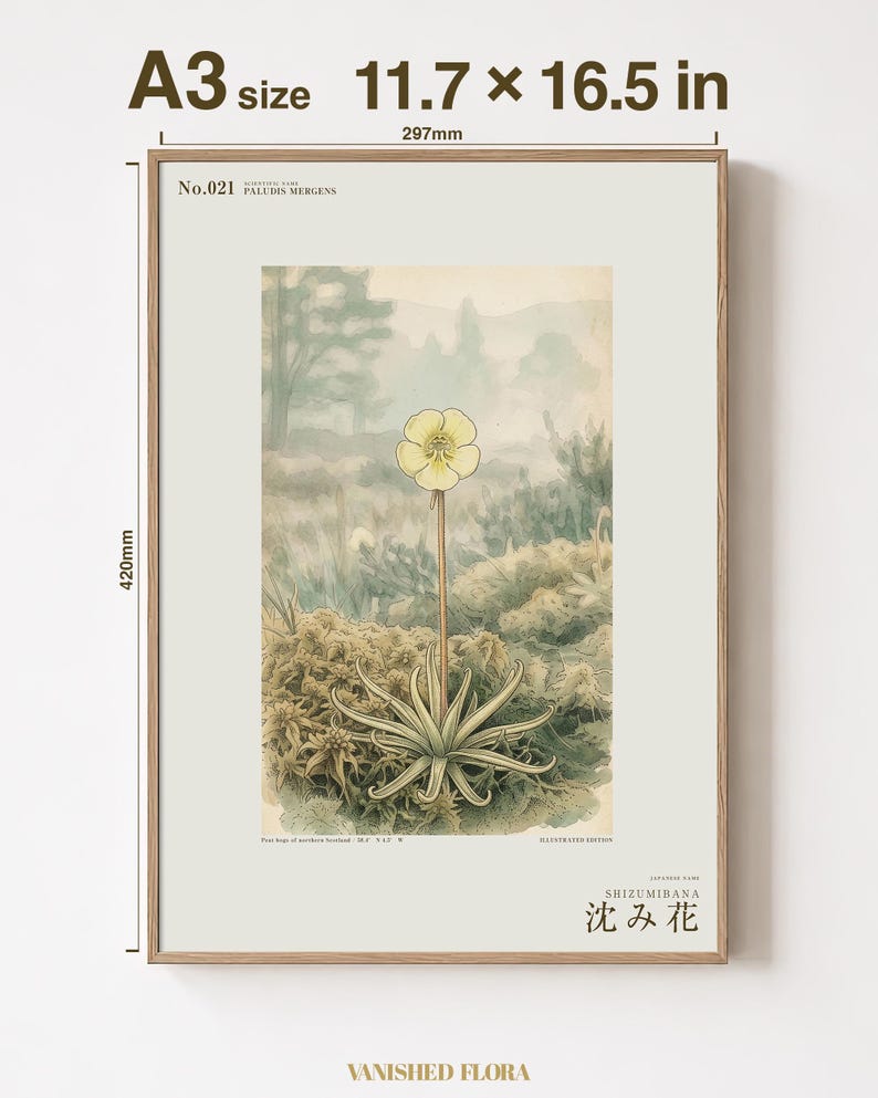 Sinking Bloom Botanical Print – Imaginary Scottish Bog Flower, Paludis mergens (Digital Download) image 5