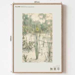 Botanical Print – Aphyllanthe Essequibensis, White-sand Forest Study (Digital Download) image 5