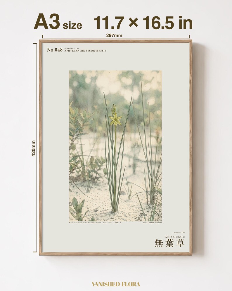 Botanical Print – Aphyllanthe Essequibensis, White-sand Forest Study (Digital Download) image 5
