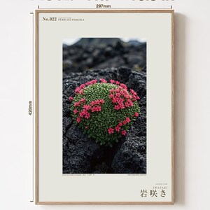 Speculative Pyrolava Fissicola Print – Iceland Lava Field Botanical Art (Digital Download) image 5