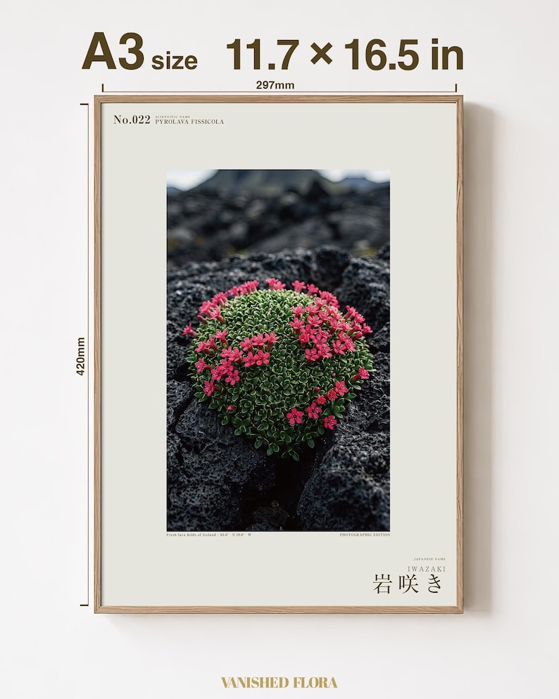 Speculative Pyrolava Fissicola Print – Iceland Lava Field Botanical Art (Digital Download) image 5