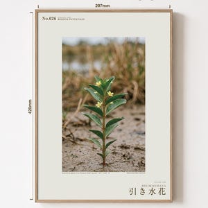 Fictional Ebbwater Flower Photograph – Recessa Pantanalis, Dark Academia Print (Digital Download) image 5