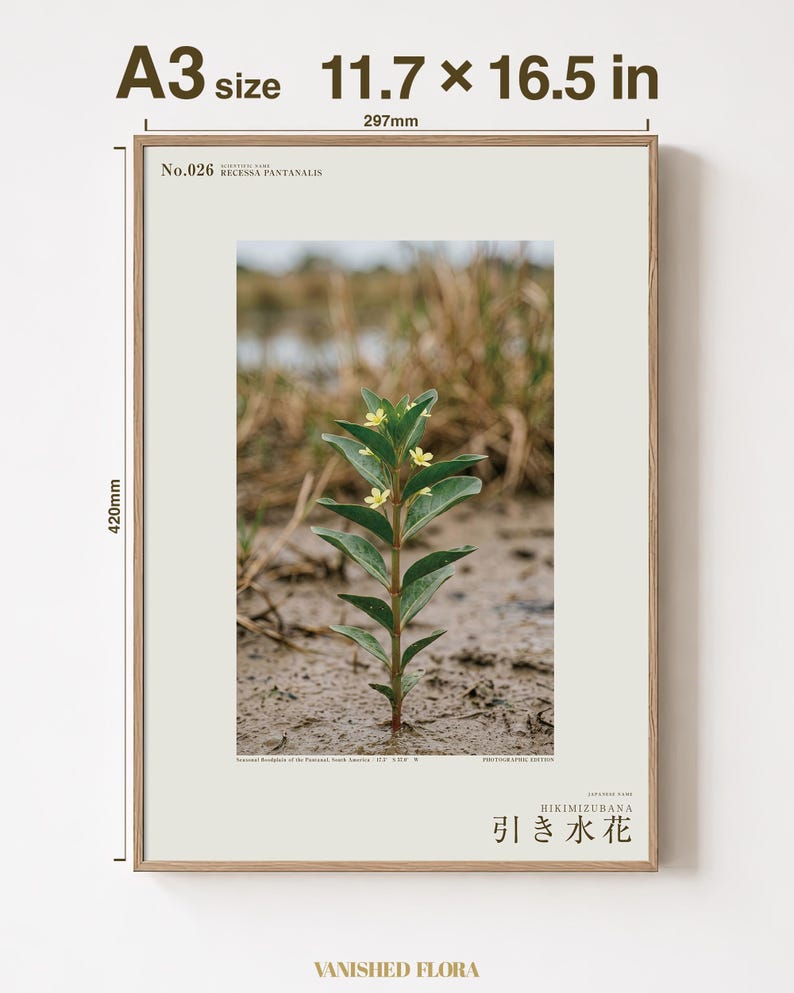 Fictional Ebbwater Flower Photograph – Recessa Pantanalis, Dark Academia Print (Digital Download) image 5