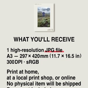 Afterstorm Bloom Print – Extinct Tibetan Flower, Naturalist Wall Decor (Digital Download) image 8
