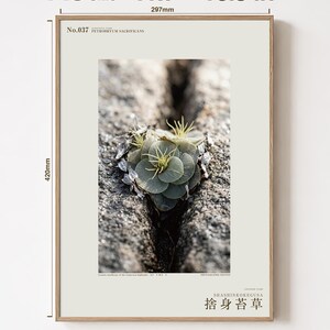 Speculative Rockmoss Print – Petrobryum Sacrificans, Dark Academia Botanical (Digital Download) image 5