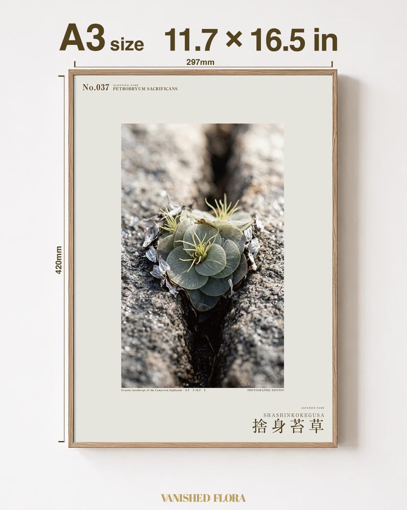 Speculative Rockmoss Print – Petrobryum Sacrificans, Dark Academia Botanical (Digital Download) image 5