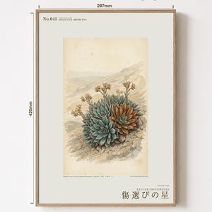 オブシディアン・スター植物標本プレート – 想像上のアルメニアの花の植物学的研究（デジタルダウンロード） 画像 5