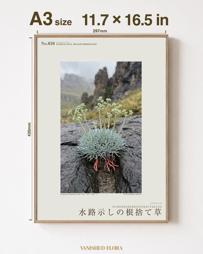 Channel-root Caster Botanical Print – Imaginary Drakensberg Herb, Moody Wall Art (Digital Download) image 5