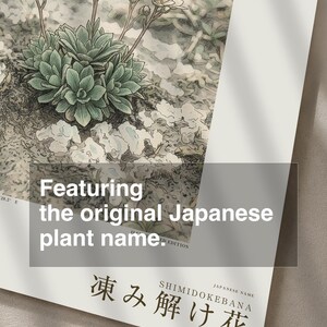 Fictional Thaw Bloom Herbarium Plate – Cryophila Pergelida, Cottagecore Wall Art (Digital Download) image 6