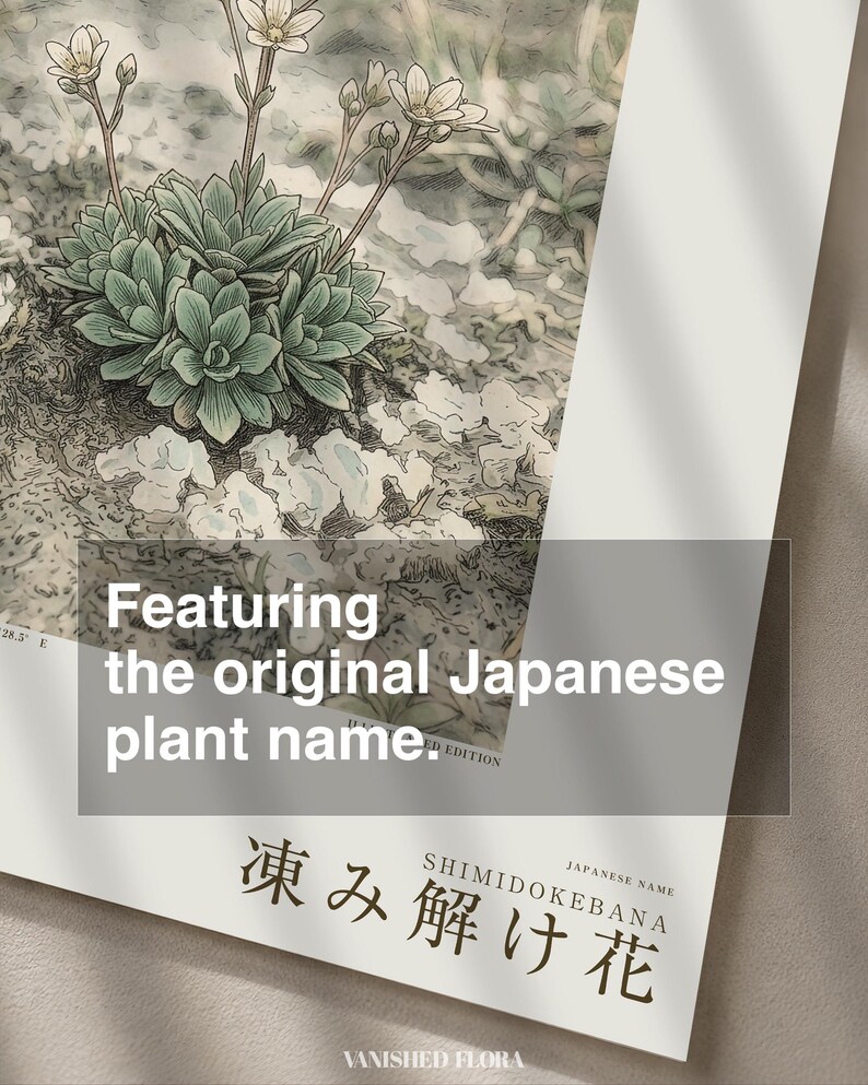 Fictional Thaw Bloom Herbarium Plate – Cryophila Pergelida, Cottagecore Wall Art (Digital Download) image 6