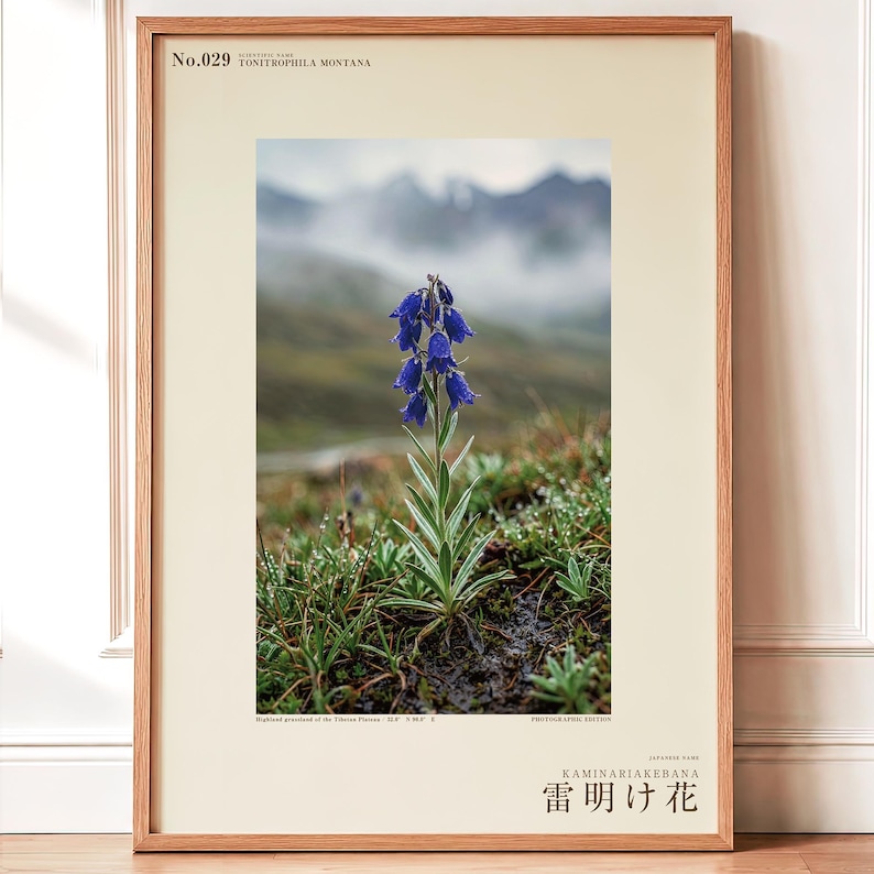 Afterstorm Bloom Print – Extinct Tibetan Flower, Naturalist Wall Decor (Digital Download) image 1