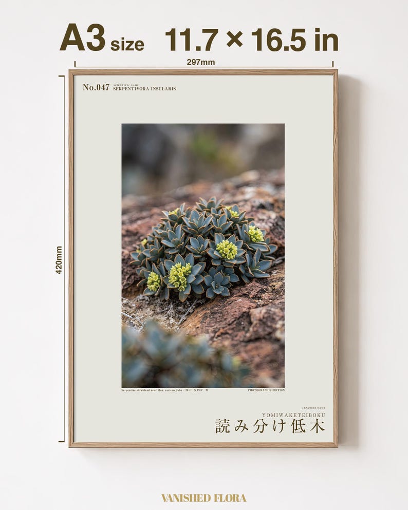 Fotokonst av växten Serpentine Reader – Spekulativ kopparkantad buske (digital nedladdning) bild 5