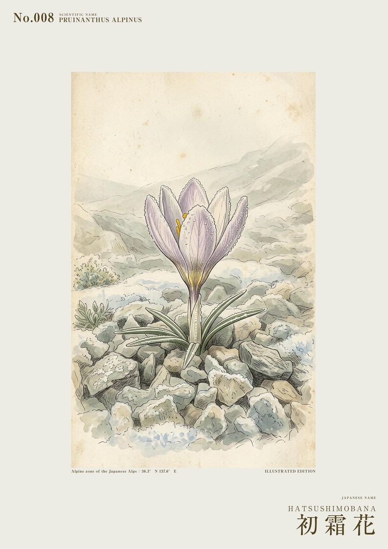 First-frost Bloom Print – Pruinanthus alpinus Alpine Flower Botanical Study (Digital Download) image 2